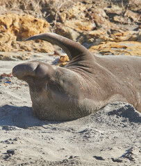 elephant seal
