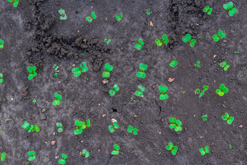 Young micro-green sprouts from peek out of the soil. Seeds sprouting from the ground. Spring greens. Small vegetable shoots grow out of the soil