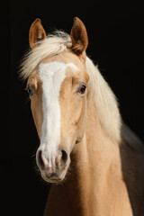Young palomino horse on black background