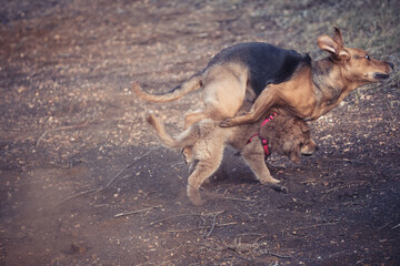 dog training in the wild
