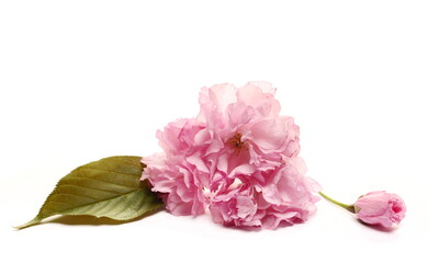 Fruit tree flowers with leaf blooming in spring, isolated on white