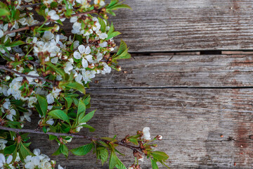 Spring flowering cherry branches on a wooden background