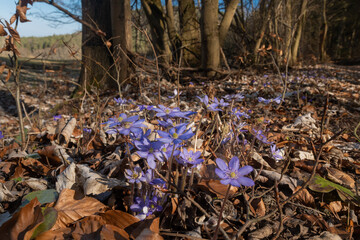 Leberblümchen im Frühjahr m Buchenwald bei Sonne