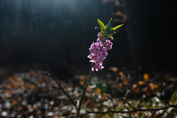 Seidelbast Blüte in der Sonne