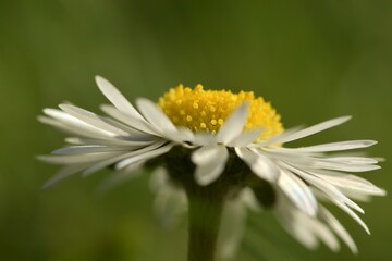 Daisy flower close up