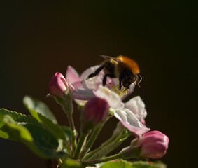 Bee on Apple blossom 
