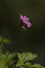 Herb robert flower in UK woodland 