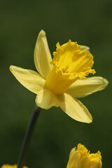 Yellow Narcissus closeup