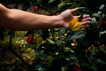 Hand checking plant with burnt leaf wilting