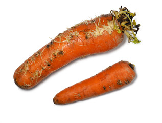Sprouted carrot on a white background. Vegetable isolate. Rotten carrots.