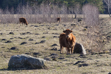 Wild cows graze in the forest in early spring.
