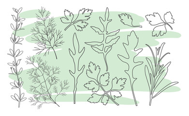 Seasonings. Line silhouettes of fragrant spices of thyme, dill, arugula, parsley and rosemary on a light green spot background. Vector illustration isolated on white background.