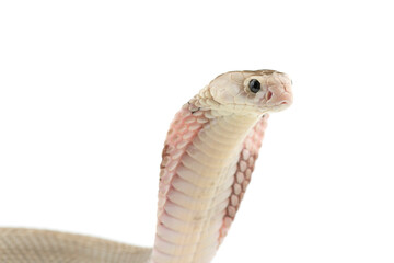 The Chinese cobra isolated on white background