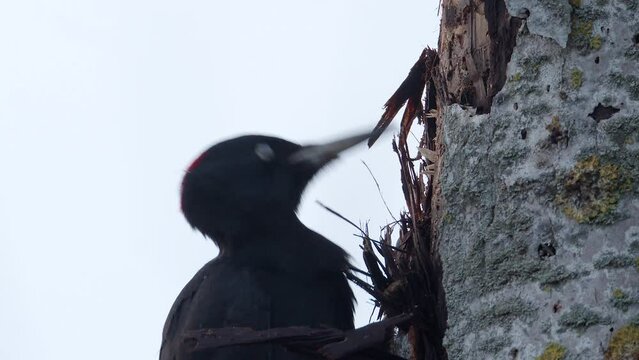 Schwarzspecht auf Nahrungssuche an einem abgestorbenen Baum