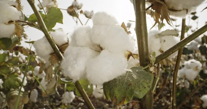 Close-up, a box of high-quality cotton, ready for harvesting, against the background of the sun, 4k video. Cotton plantation.