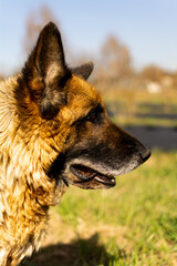 Piękny pies najlepszy przyjaciel człowieka owczarek niemiecki brązowo czarno kremowy z czarnym pyskiem w słoneczny wiosenny dzień na wsi