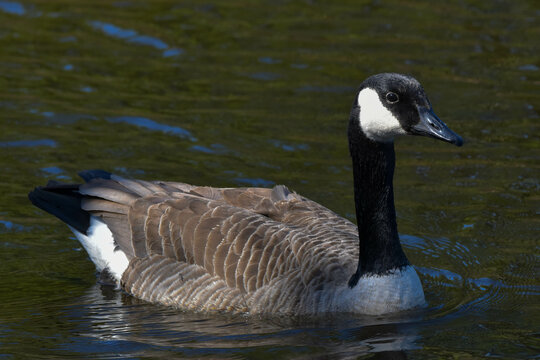 Canada Goose in a marsh
