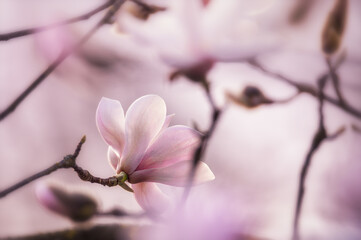 Obraz premium Betörende Magnolie