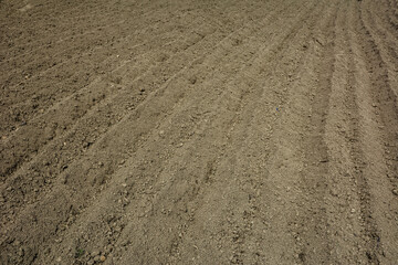 Soil prepared for planting potatoes, made by rows of motorcycles