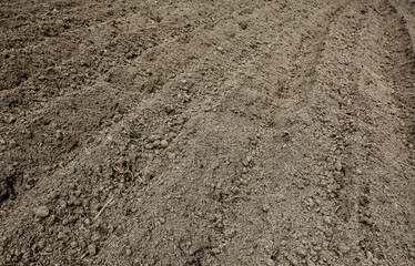 Soil prepared for planting potatoes, made by rows of motorcycles