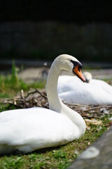 Obraz premium Couple of swans next to each other