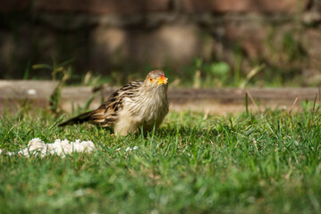 Funny bird in the garden