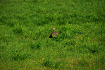 Alaska- Baby Sandhill Crane in Tall Green Grass