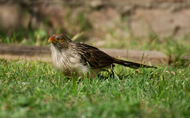 Funny bird in the garden