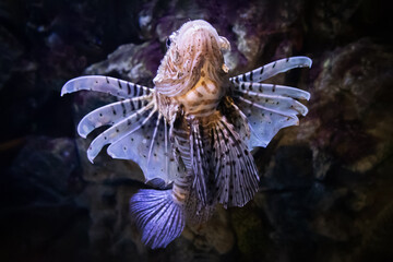 Pterois miles, brown-striped lionfish zebra floating up