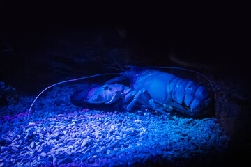 American lobster in aquarium at blue twilight