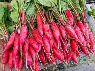 Fresh red turnip radish, root food, healthy vegetarian ingredients for family diet, vegetable salad and salad dressing, sweet crunchy delicious can be eaten raw.