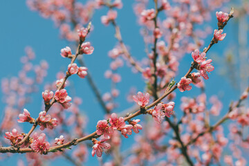 Amazing pink cherry blossoms on the Sakura tree.