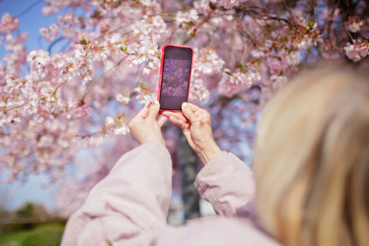 A senior woman in pink coat make a picture of blooming branch of sakura with smartphone while walking in the spring garden. Happy spring vibes. Active life in any season, age and weather
