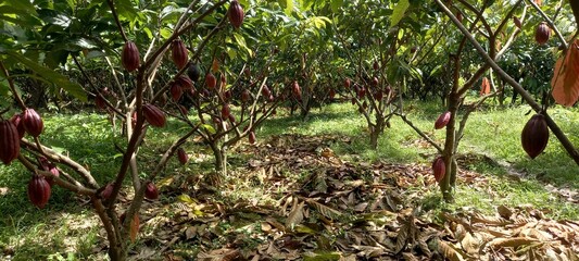 Cocoa (Theobroma cacao) plantation in Kolaka Regency, Southeast Sulawesi Province, Indonesia