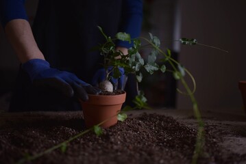 Woman prepares the soil for planting the plant 