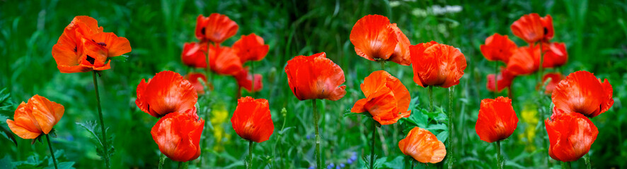 Obraz premium Red flowering poppies on a background of green grass. Panorama. Natural summer background with poppies.