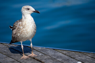 seagull on the pier