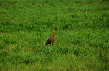 Alaska- Sandhill Crane in Tall Grass