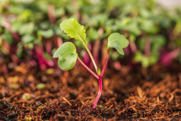  Radish sprouts, micro greens, healthy food concept, close up. Green mood, salad
