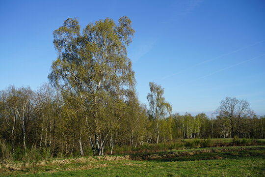 Landschaft mit Birken, Betula pendula im April bei Austrieb der Knospen
