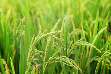 Fototapeta na wymiar Close up of rice growing in a paddy field. Agriculture in China, Taiwan