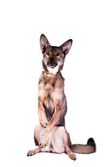 dog isolated on white