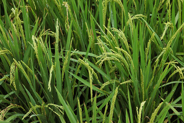 Close up of rice growing in a paddy field. Agriculture in China, Taiwan