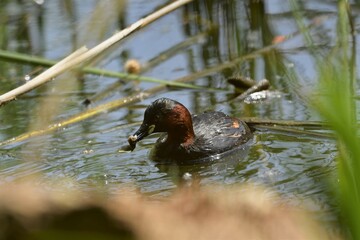 zampullin con pez en el pico