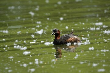 zampullim comun nadando entre pelusas de chopo
