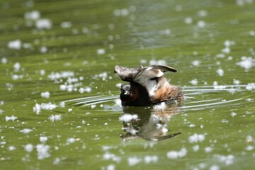 zampullim comun nadando entre pelusas de chopo