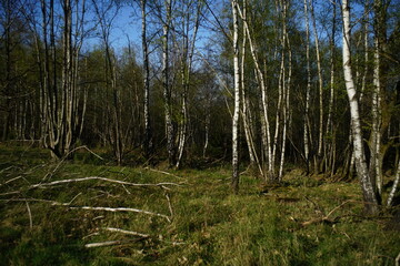 Wald aus zahlreichen Birken, Betula pendula im April bei Austrieb der Knospen