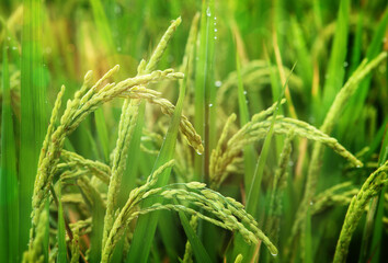Close up of rice growing in a paddy field. Agriculture in China, Taiwan