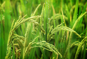 Close up of rice growing in a paddy field. Agriculture in China, Taiwan