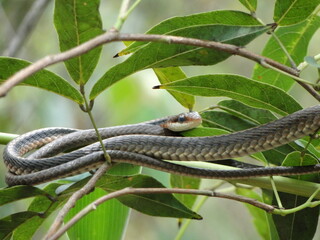 Snake in tree in Chapada dos Veadeiros, Goiás, Brazil